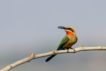 White fronted Bee eater (Merops bullockoides) sitting above the nest holes in the riverbed of the Zambezi River before bringing the insects to the young birds in Mana Pools National Park in Zimbabwe 
