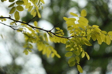 Young leaves of acacia 