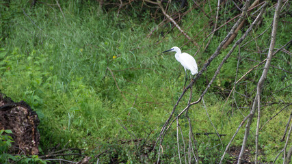 Little egret (Egretta garzetta), Nature reservem Carska bara, Serbia