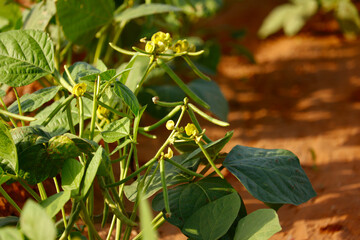 Mung bean flower, crop planting at the field,cultivation of Moong,crop planting at the field