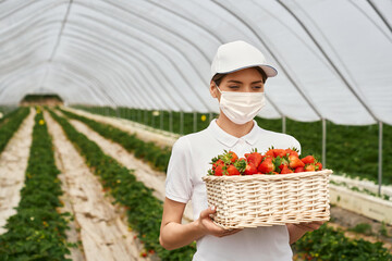 Adorable caucasian woman in face mask and white cap carrying wicker basket full of freshly picked strawberries. Female gardener picking ripe berries at greenhouse.