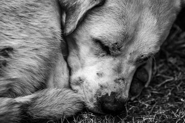 Sleeping stray dog, close up, black and white portrait