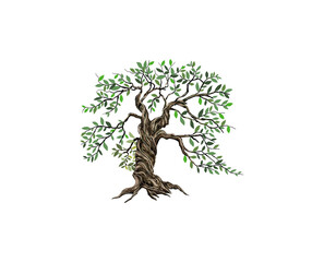 olive tree image vector
