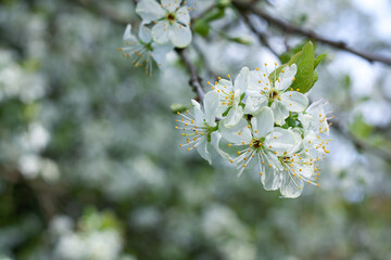 plum branch
