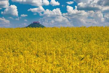 Blooming canola field on foreground and Palanok castle on the hill on background, Mukachevo, Ukraine