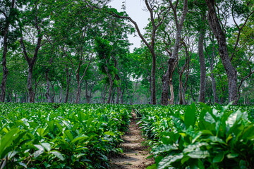 Fototapeta na wymiar tea garden with walking trails leading line and many tree in the background from flat angle