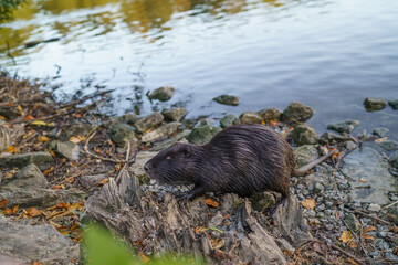 A nutria coypu in search of food