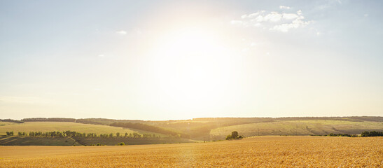 Fototapeta na wymiar Endless fields of golden wheat. Harvesting concept. Summer landscape with hills, field and blue sky, panorama. Banner format.