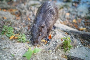 A nutria coypu in search of food