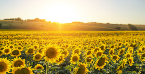 Beautiful panoramic view of a field of sunflowers in the light of the setting sun. Yellow sunflower close up. Beautiful summer landscape with sunset and flowering meadow Rich harvest Concept.