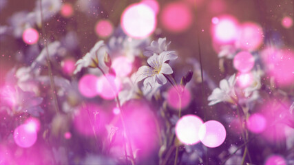 Fototapeta na wymiar Białe kwiaty polne z bliska i efektem bokeh