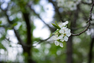 plum blossom