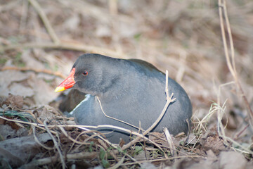 Obraz premium A grouse hatching eggs in its nest