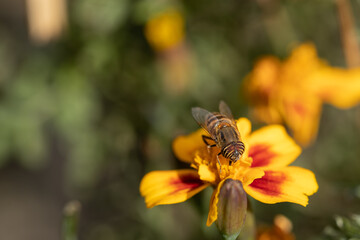 Macro Selective focus image of a  honey bee siting on a yellow flower with blur background

