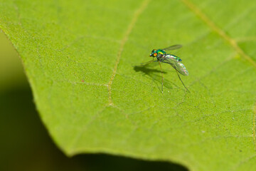 Selective focus image of a long legged fly siting on a green leaf
