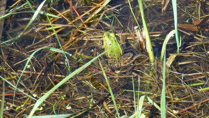Laubfrosch