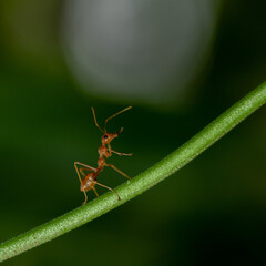Close up Macro of a red ant walking on a green stem with blurred green background
