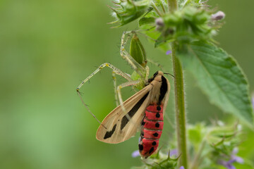 A green spider capturing a brown insect with wings entangled in its web