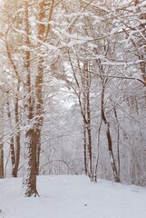 snow covered trees