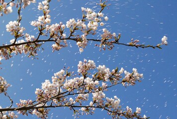 cherry tree blossom