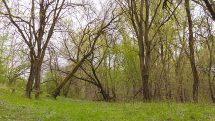 Fototapeta na wymiar Trees in the woods with beautiful green grass