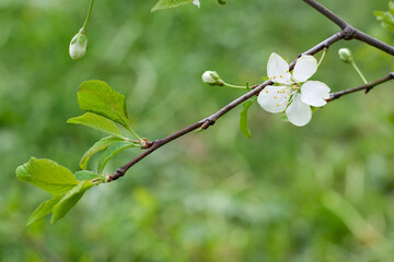 northern plum