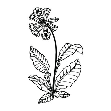 Primula Spring flowers. Vector stock illustration eps10. Outline, Isolate on a white background.
