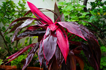 Most Beautiful Dracaena Plant for gardening.