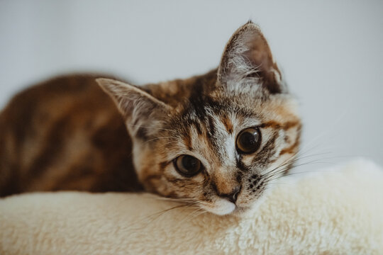 16 463 最適な 猫野良猫 画像 ストック写真 ベクター Adobe Stock 16 463 最適な 猫野良猫 画像 ストック写真 ベクター Adobe Stock