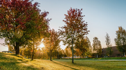 Scenic wide panorama of rising Sun shining through autumn colored rowan tree, parking lot, early...
