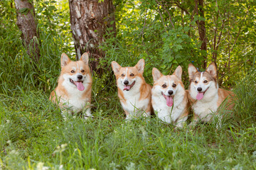 a group of three Welsh Corgi dogs on a summer walk on the grass are sitting looking at the camera