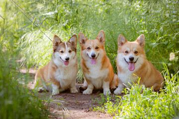 Naklejka na ściany i meble a group of three Welsh Corgi dogs on a summer walk on the grass are sitting looking at the camera