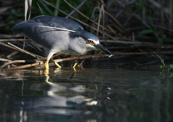 The black-crowned night heron (Nycticorax nycticorax) is filmed sitting in a tree and hunting fish...