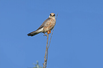 Close-up shot of The red-footed falcon (Falco vespertinus) female sitting on a tree against a bright blue sky