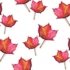 Seamless pattern, Autumn red maple leaves on white background. Watercolour