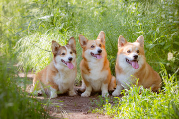 Naklejka na ściany i meble a group of three Welsh Corgi dogs on a summer walk on the grass are sitting looking at the camera