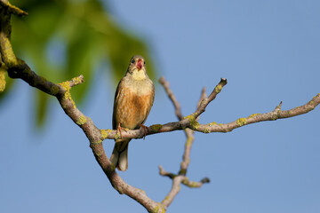 Male ortolan (Emberiza hortulana) in breeding plumage, close-up shot, sits on a branch against the...
