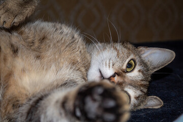 Raya the cat playing in front of the camera