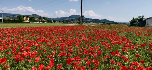 Campo di papaveri