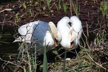 Swans sharing parenting duties, Derbyshire England       
