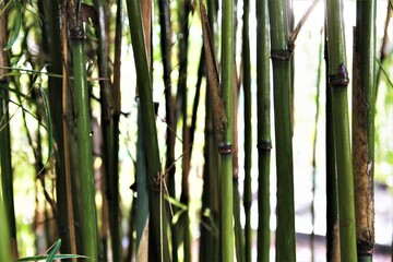 Bamboo trees close together, forming a tiny forest