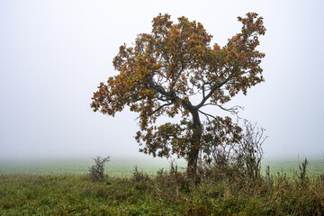 Bårby borg, Öland, Sweden