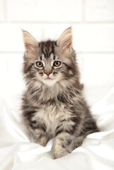 Small gray maine coon kitten posing on light background