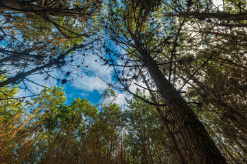 Reforestation of pinus elliot within a forest on the farm. Wood widely used in the pulp industry and in civil construction and furniture.