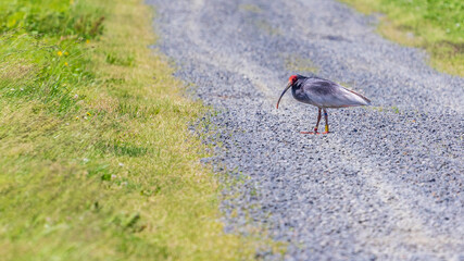 佐渡　朱鷺　野生
