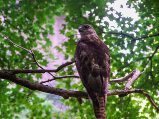 Northern red-tailed hawk