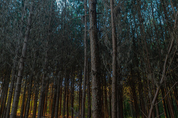 Fototapeta na wymiar Reforestation of pinus elliot within a forest on the farm. Wood widely used in the pulp industry and in civil construction and furniture.
