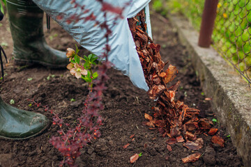 Gardener mulching spring garden with pine wood chips mulch pouring it out of bag. Man puts bark...