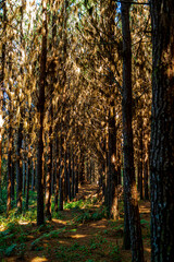 Reforestation of pinus elliot within a forest on the farm. Wood widely used in the pulp industry and in civil construction and furniture.
