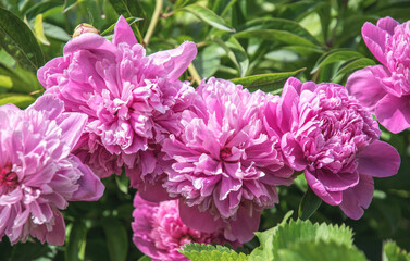 Spring pink peony and fresh tender spring garden